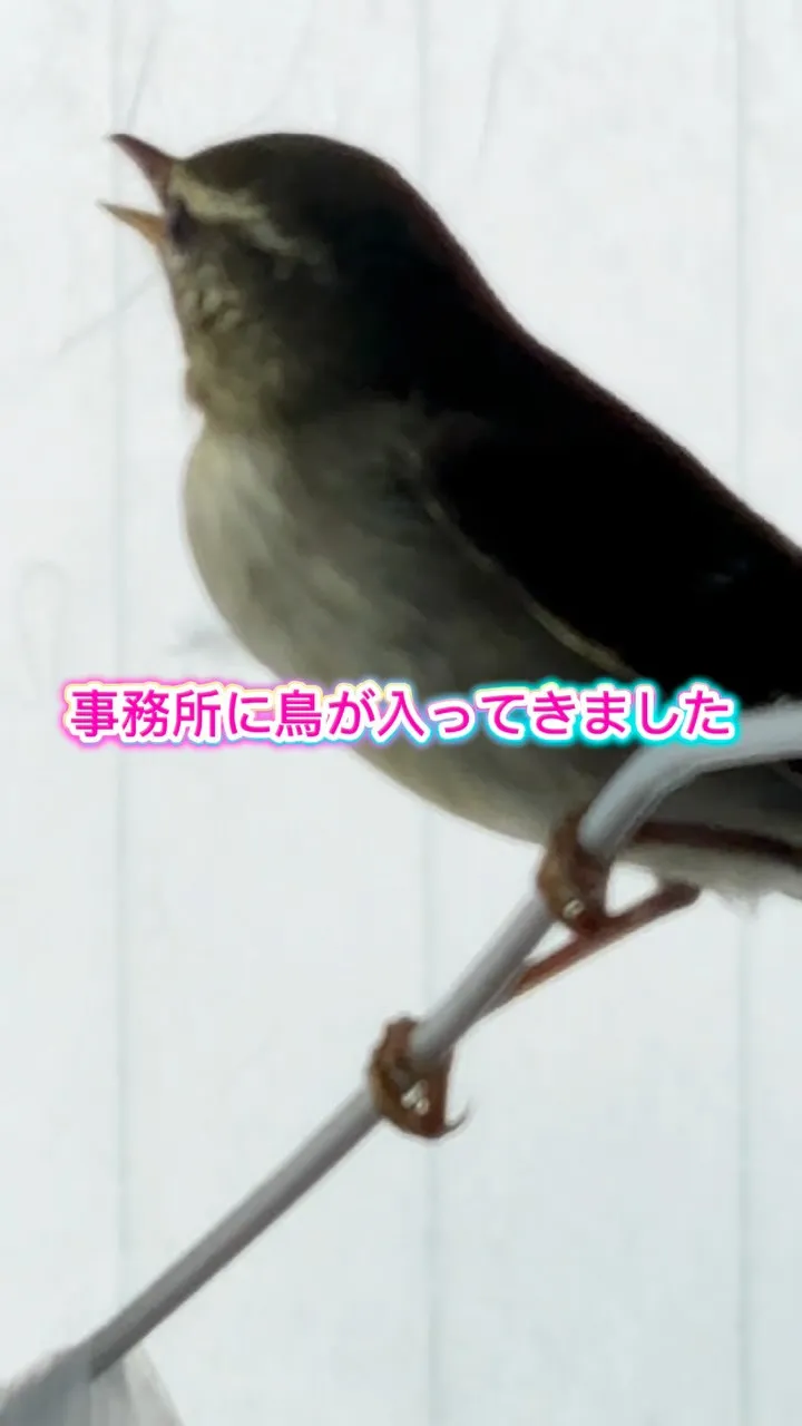 🐦 社長のとある1日に密着！🍴